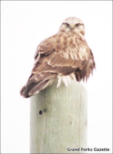 13059grandforksGFGbirdcount111207