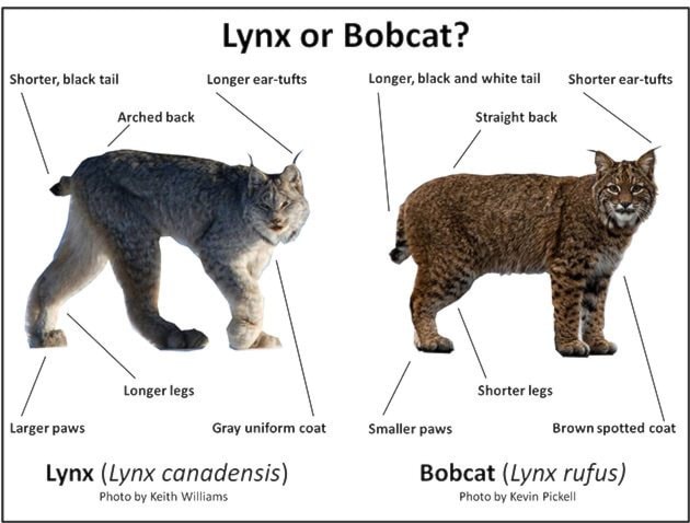 89855grandforksLynxvsBobcat_web