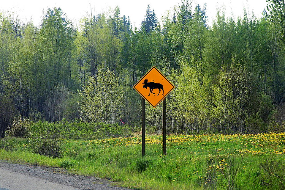 15928375_web1_copy_190315-SAA-Moose-Crossing