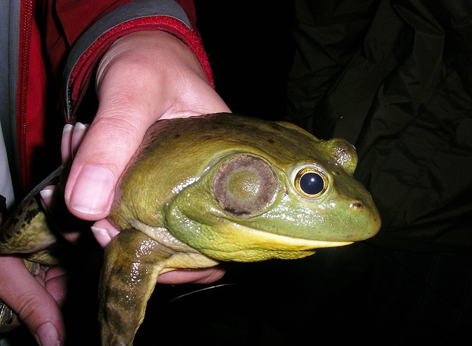 18255719_web1_Bullfrog1