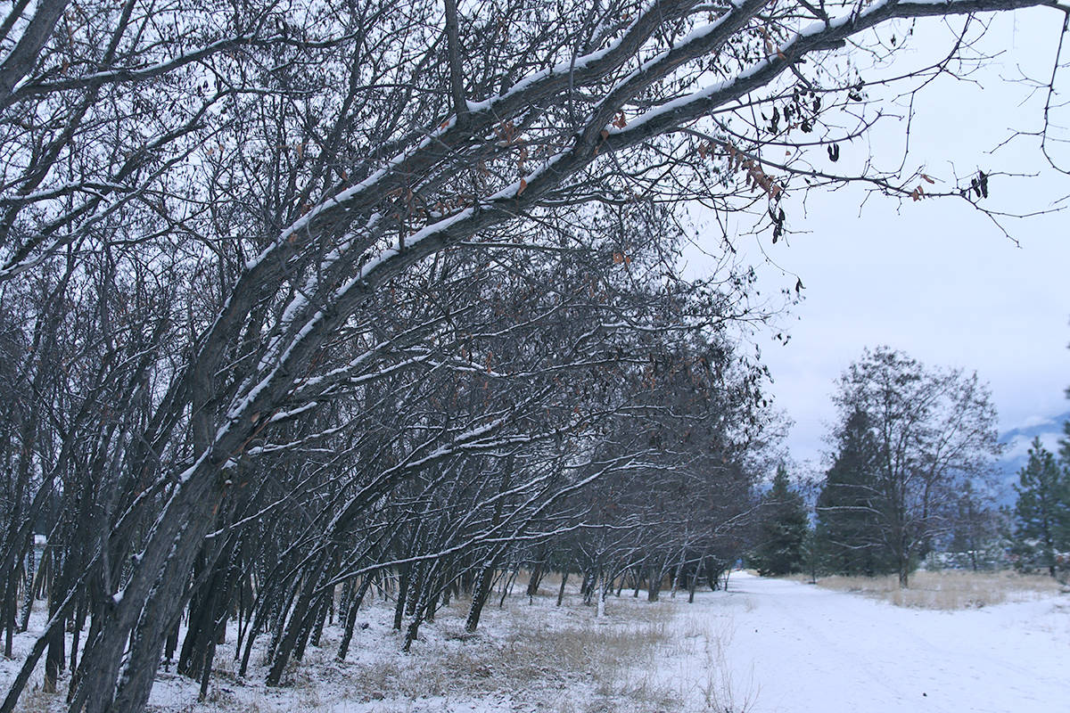 Honey locust trees arc over a section of the Great Trail owned by Southfield Real Estate, Ltd., which hopes to develop the area into affordable housing. Photo: Laurie Tritschler