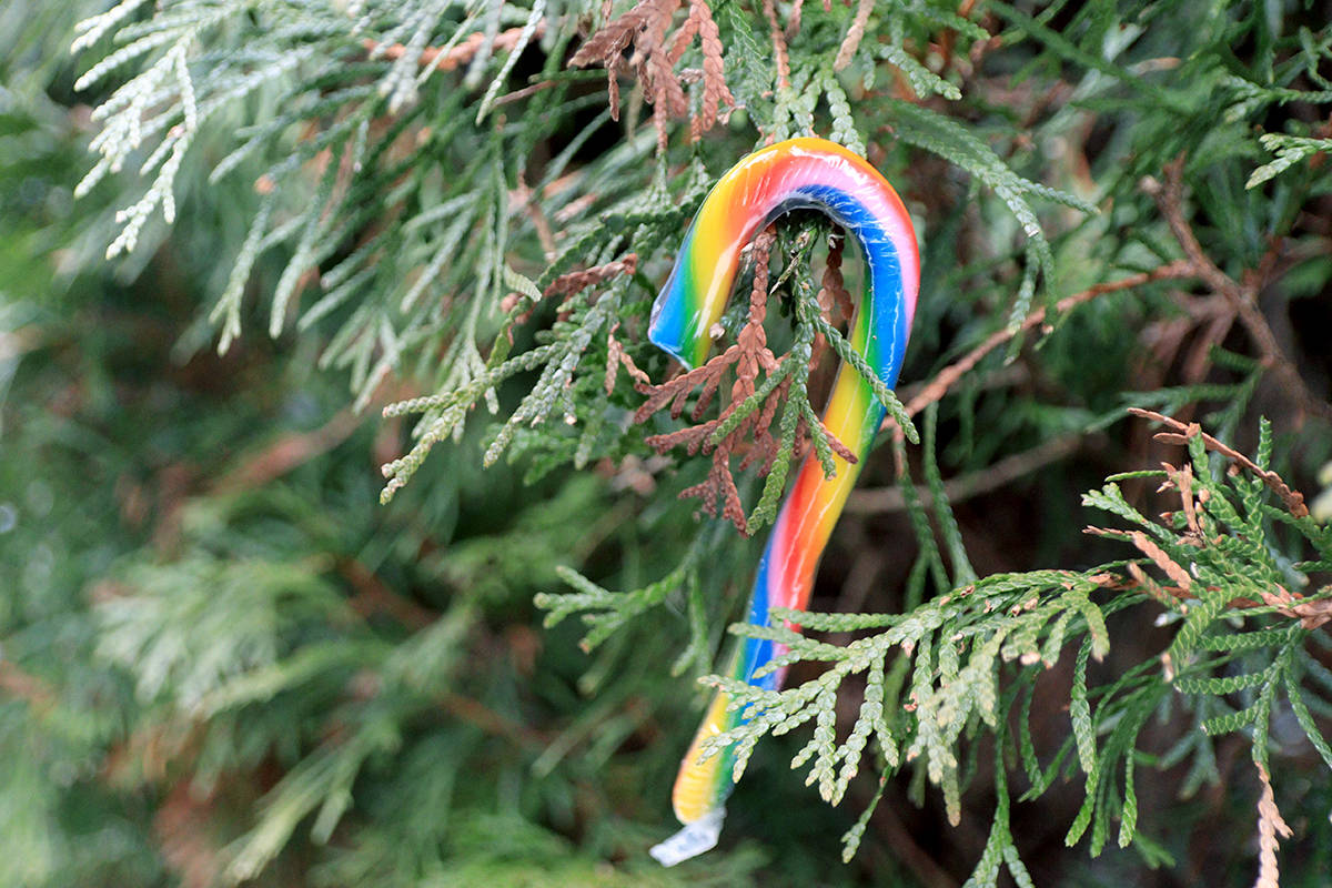 Candy canes like this one are dotted throughout the cedar maze at Marlene and Marty Thomass farm. Photo: Laurie Tritschler
