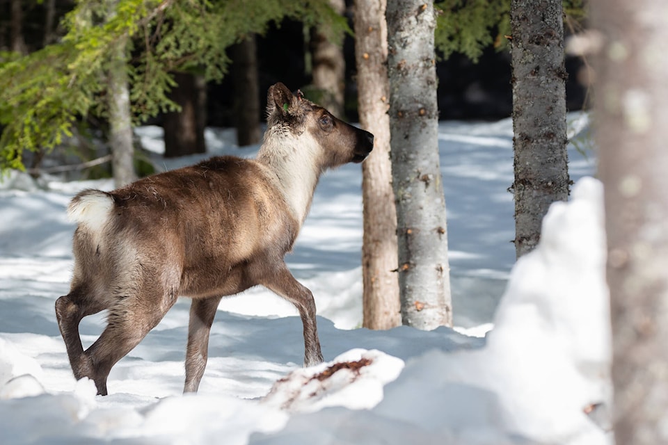 28616463_web1_220407-NAL-ALCS-Update-caribou_2