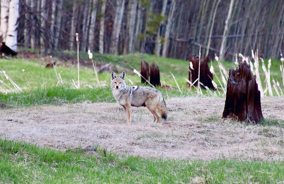 28904305_web1_220428-TDT-Coyote_1