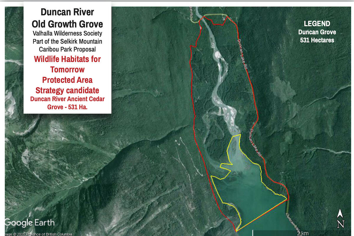The proposed cedar grove protected area is outlined in red. The yellow line indicates the aquatic habitat within it. The grove is located at the north end of the Duncan Lake reservoir. Map: Valhalla Wilderness Society