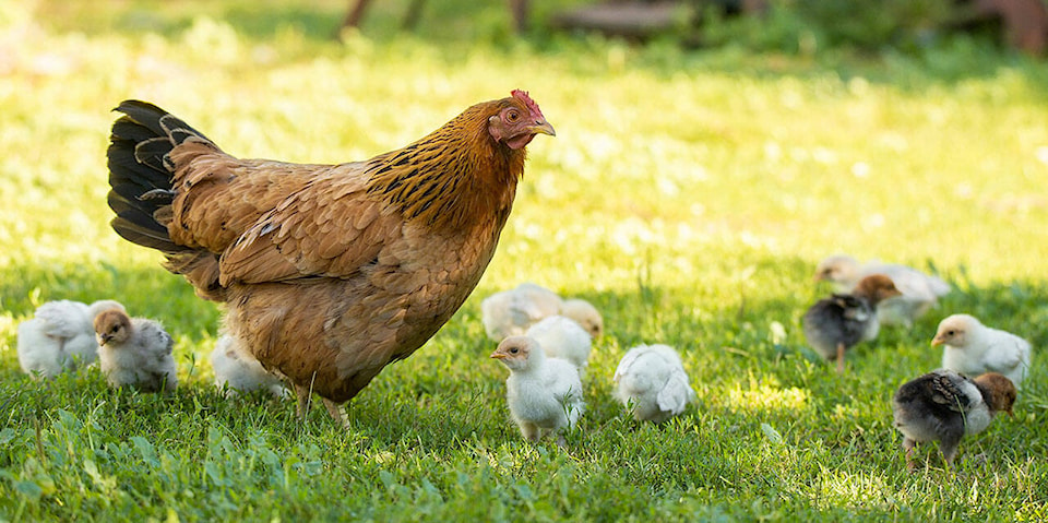 30059113_web1_M2-LAR-20220622-Chickens