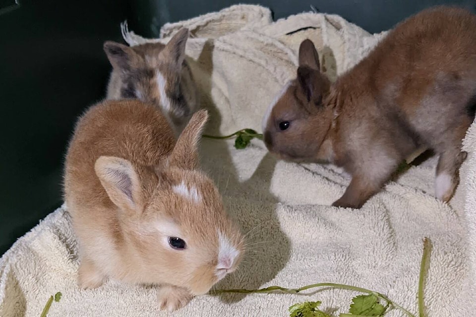 Three bunnies (BC SPCA photo).