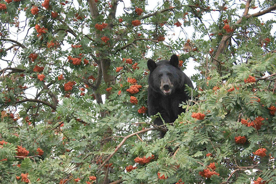 31100915_web1_copy_201126-CAN-wild-safe-bear_1