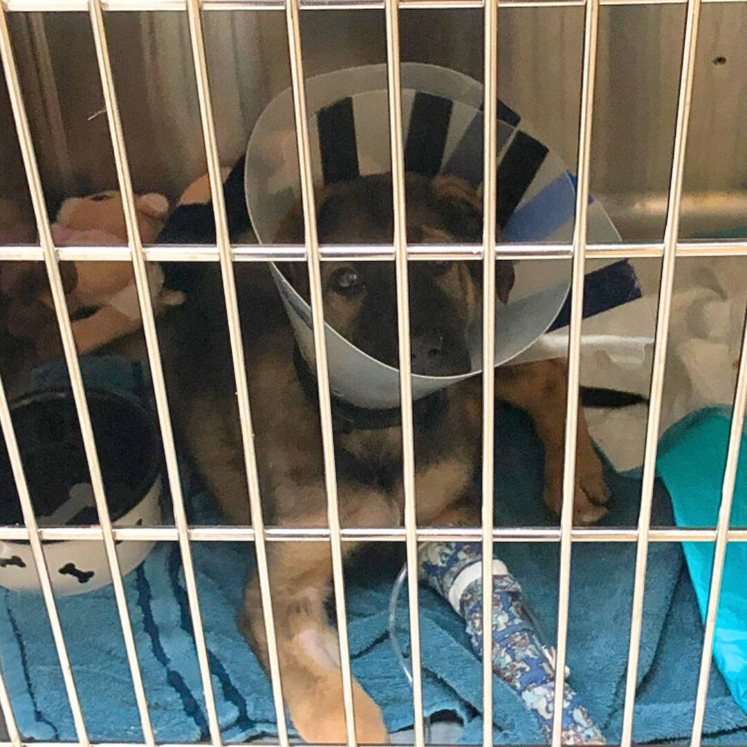 Two German shepherd mix puppies were found abandoned in a box at a Burnaby park recently. The one puppy, Tia, had a number of health issues, including an injured front led and an infection related to the injury. (BC SPCA photo)