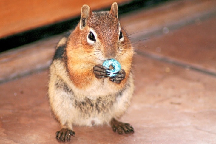 Ed Schipul/Flickr photo
A ground squirrel nibbles a blue Froot Loop.