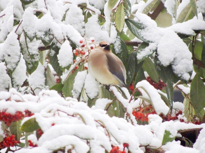 Peter Hamel photo
A Cedar Waxwing looks out from a snowy cotoneaster.