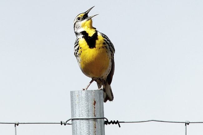 U.S. Wildlife Service photo
A Meadowlark sings.
