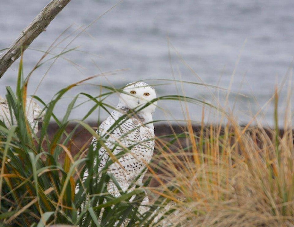 9436752_web1_Snowy-at-Sandspit