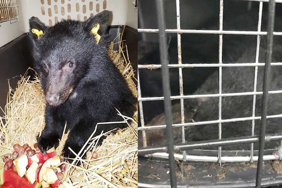 9523940_web1_WEB.HGBearCubs.Contributed