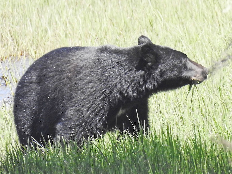 11440416_web1_170906-HGO-2017_0527--Black-Bear-at-Kumdis-River