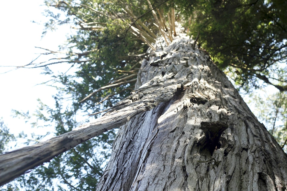A huge cedar tree stands above Gore Brook. (Andrew Hudson/Haida Gwaii Observer)