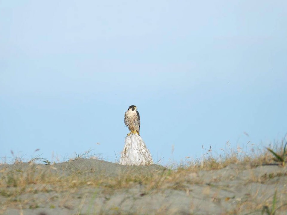14518018_web1_Web-181130-HGO-OnTheWing