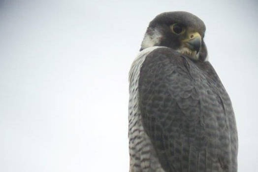 15382600_web1_2One-of-Wayne-Nelson-s-Peregrine-Falcons.--Thanks-to-Langara-Fishing-Adventures