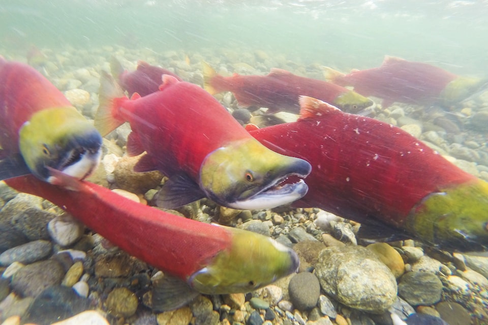 15474446_web1_File-sockeye-salmon