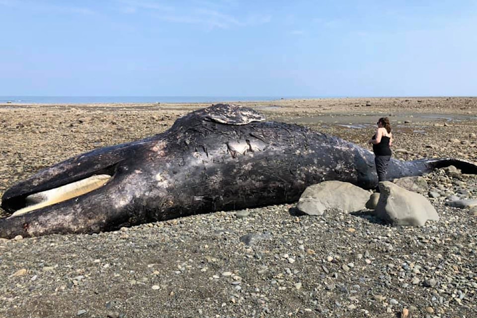 17032627_web1_grey-whales-haida-gwaii