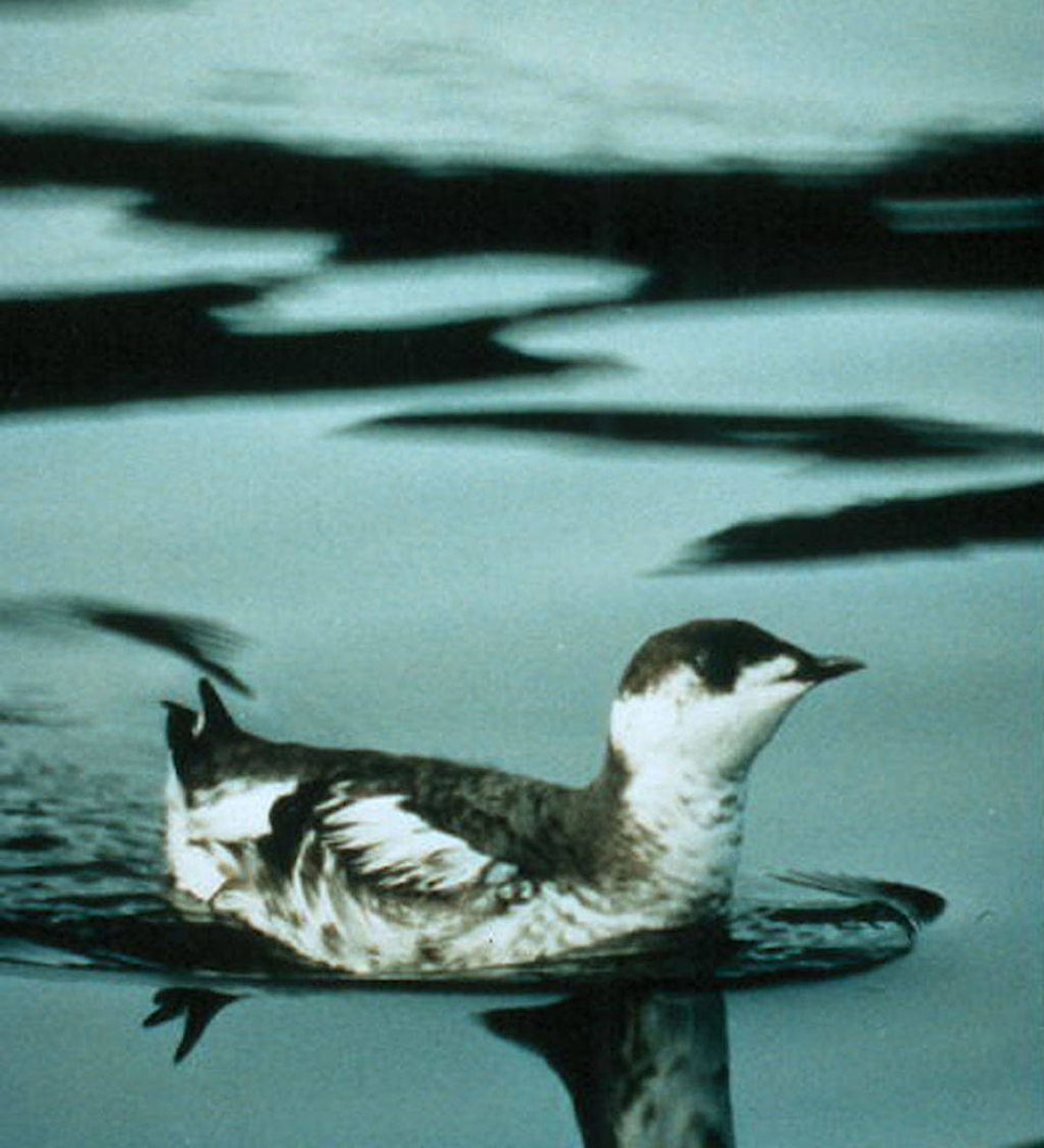 17887122_web1_1024px-WO_2087_Marbled_Murrelet