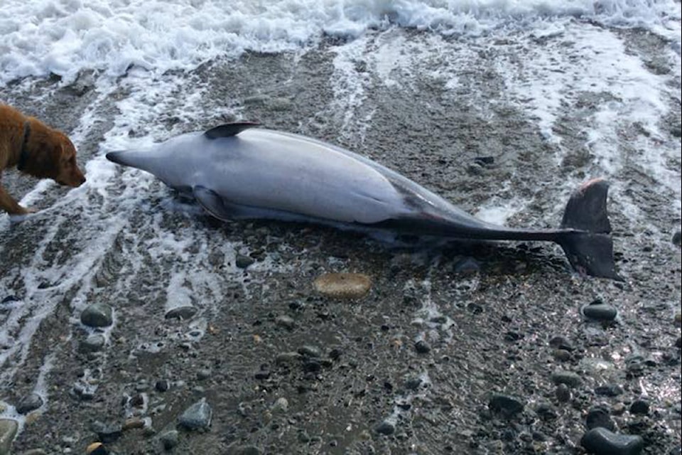 Alex Rinfret discovered a stranded striped dolphin on a Tlell beach on Wednesday, May 6, 2020, while walking her dog south of the Crow’s Nest Cafe. Experts are calling Rinfret’s discovery the first recorded sighting of the species on Haida Gwaii. (Alex Rinfret/Facebook photo)