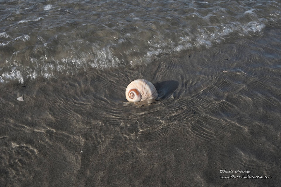 A Lewis’s moonsnail is pictured in the Sandspit surf. Marine Education and Research Society biologist and educator Jackie Hildering took to social media on Sunday, June 7, 2020 to warn people not to move moonsnail collars. (Jackie Hildering/Submitted photo)
