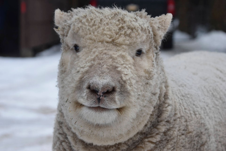 Gin, one of the Kantymirs’ two sheep. (Martha Wickett-Salmon Arm Observer)