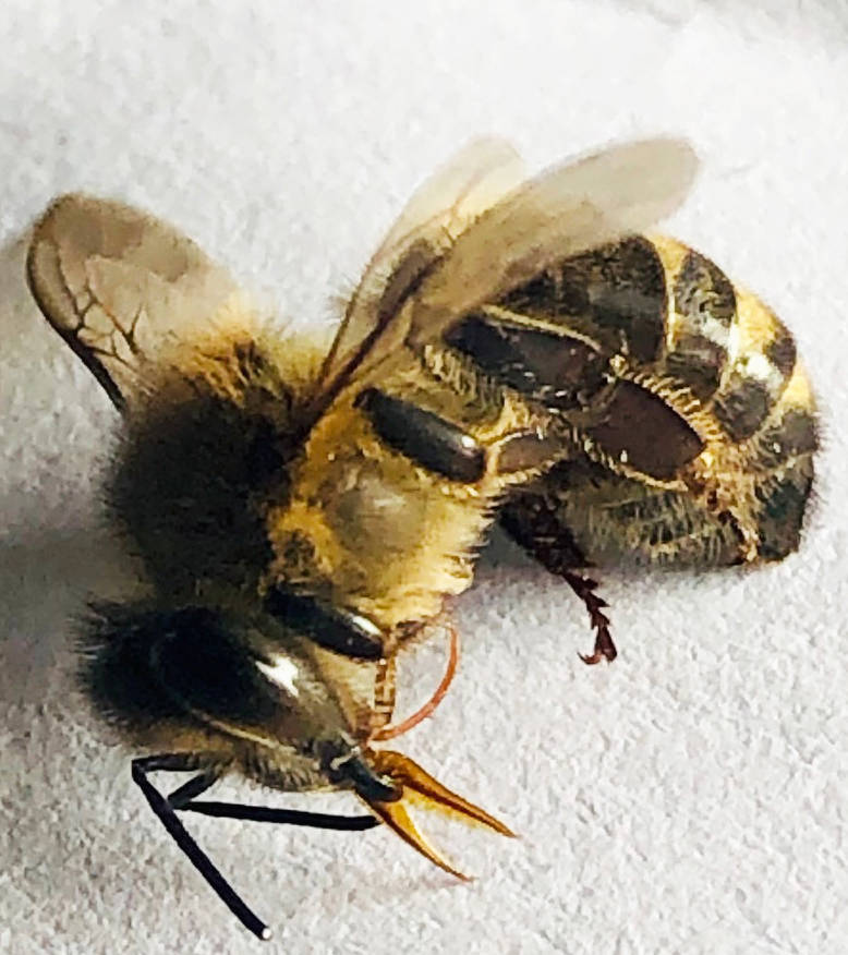 A dead bee with its tongue hanging out, a sure sign of poison. Photo: Darcee OHearn