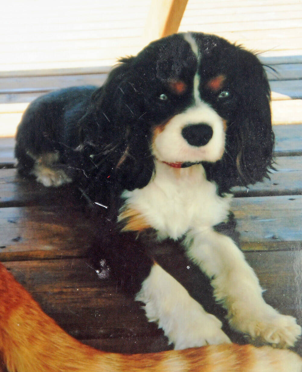 Texas, a 14-pound, nine-year-old King Charles spaniel, was killed by two pit bulls in Chilliwack on Nov. 16, 2021. (Submitted)