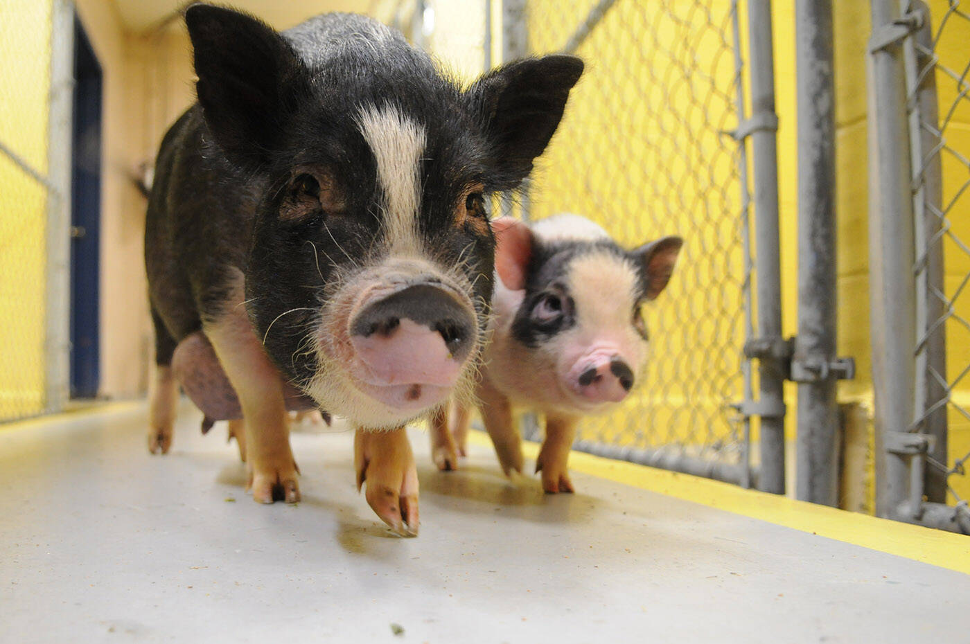 A mother miniature pot-bellied pig and her two female piglets (about three months old), seen here at the Chilliwack SPCA on Thursday, Dec. 23, 2021, are looking for a foster home. (Jenna Hauck/ Chilliwack Progress)