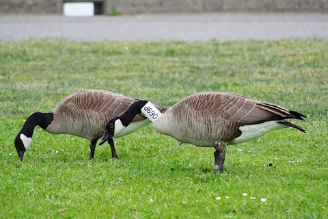 Canada goose from Vancouver Island makes it all the way to the Great Lakes Haida Gwaii Observer