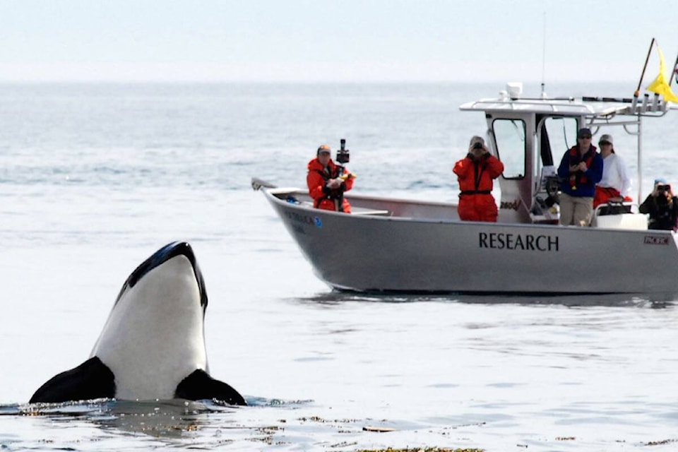 28196985_web1_220216-vne-killer-whales-at-risk-_1