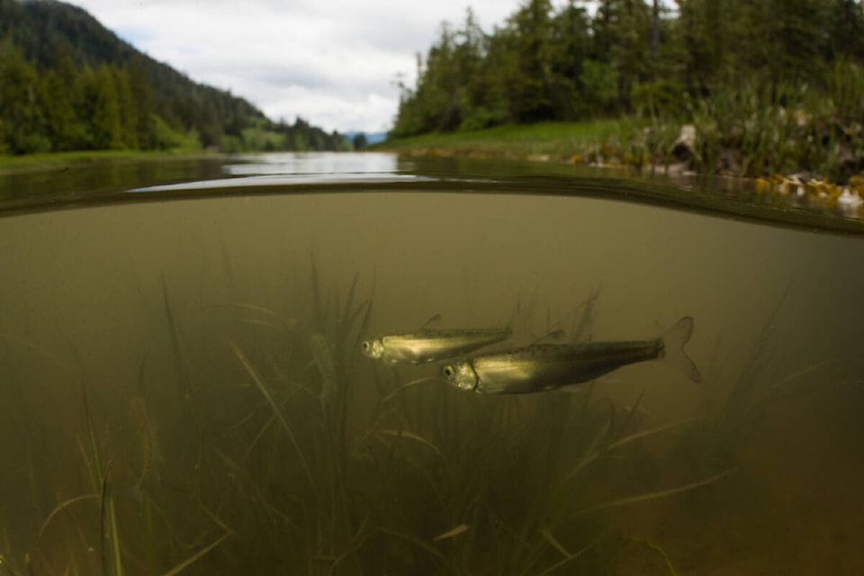 29026879_web1_220512-PRU-Invisible-migration-cancelled-Skeena-estuary1-better-quality_2