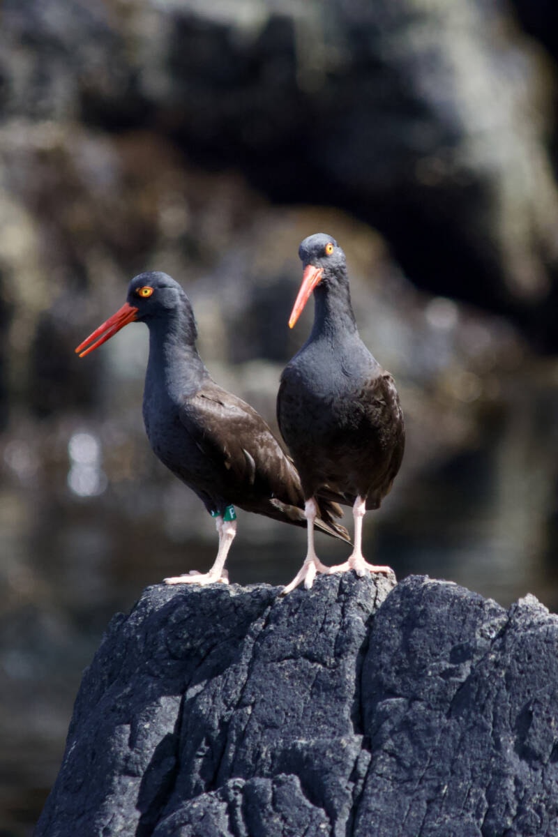 29969607_web1_220818-PRU-HGO-Laskeek-Bay-identify-oldest-oystercatcher-bird-black-oystercatcher_2