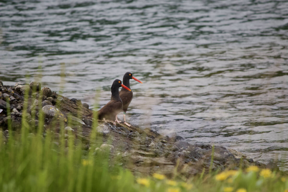 29969607_web1_220818-PRU-HGO-Laskeek-Bay-identify-oldest-oystercatcher-bird-black-oystercatcher_3