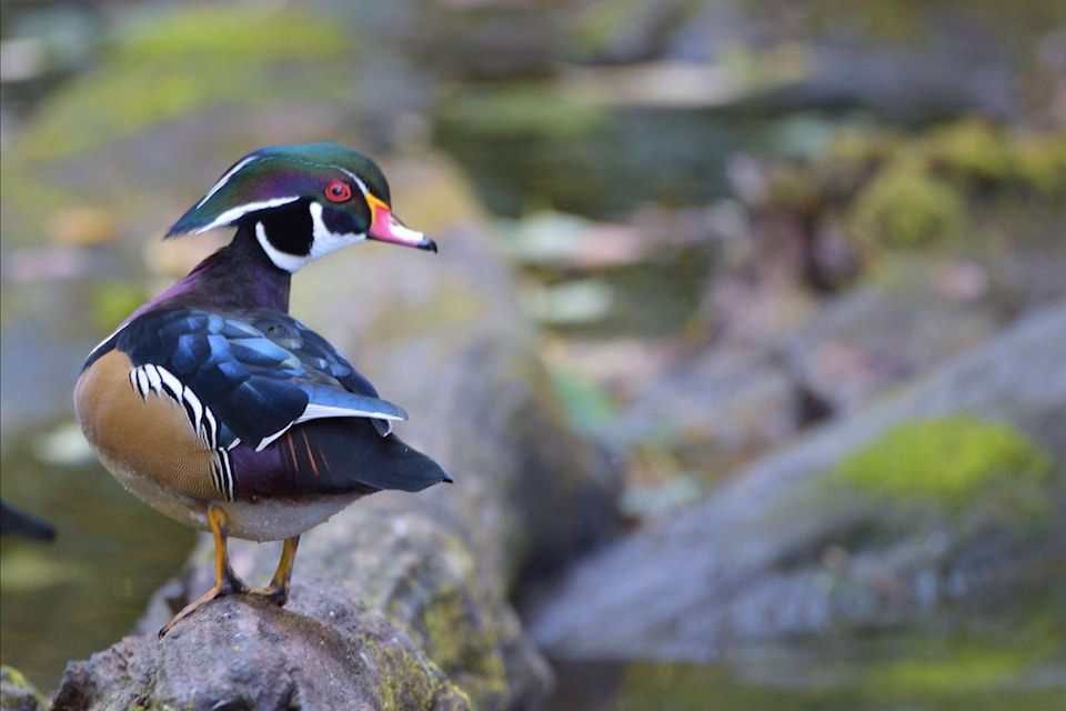 mark-strahl-duck
