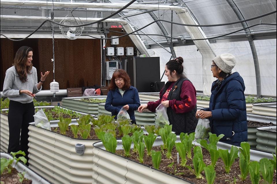 Cathy Hope (front right, in blue), Janita Peters (middle right, in maroon), Janice Hope (far right in blue) and Sarah Bélair-Bergman picking lettuce growing in the Yale First Nation greenhouse on March 24.