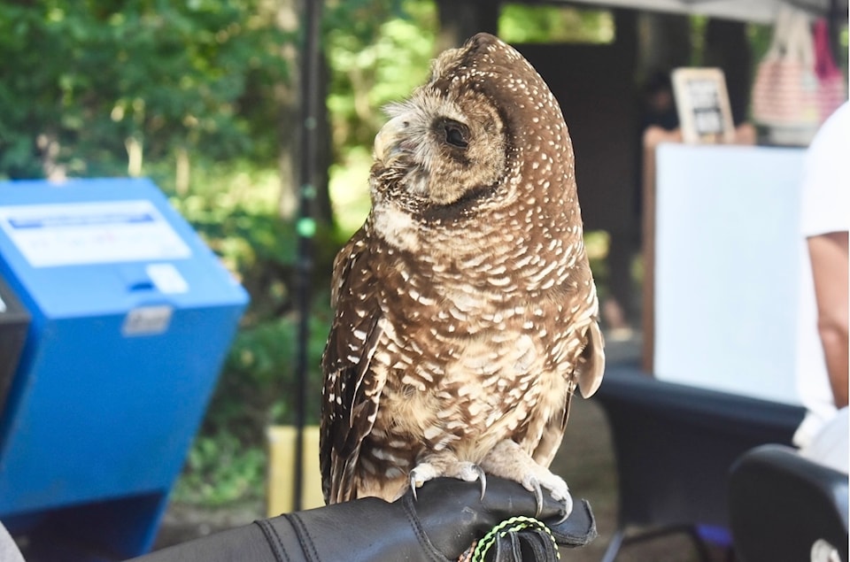 230928-tdt-spotted-owl-lighter_1