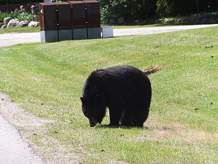 A black bear wandering along Robertson Crescent in Hope.