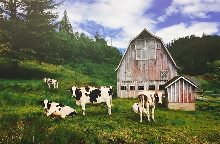 2924chilliwackRyderLakeCows_ChrisKloot725