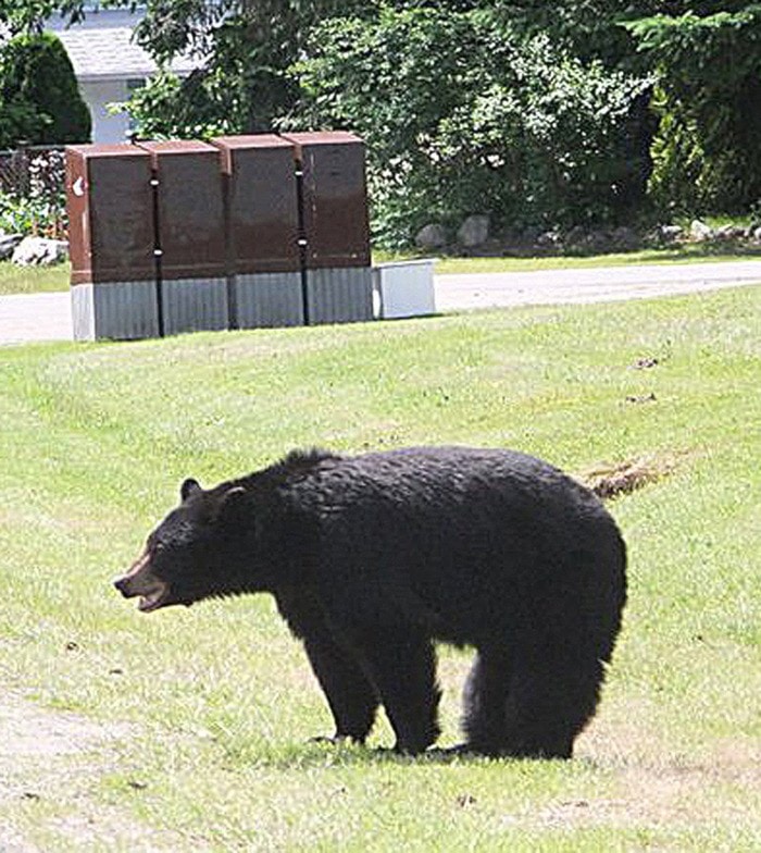 A bear wandering along Roberson Crescent in Hope.