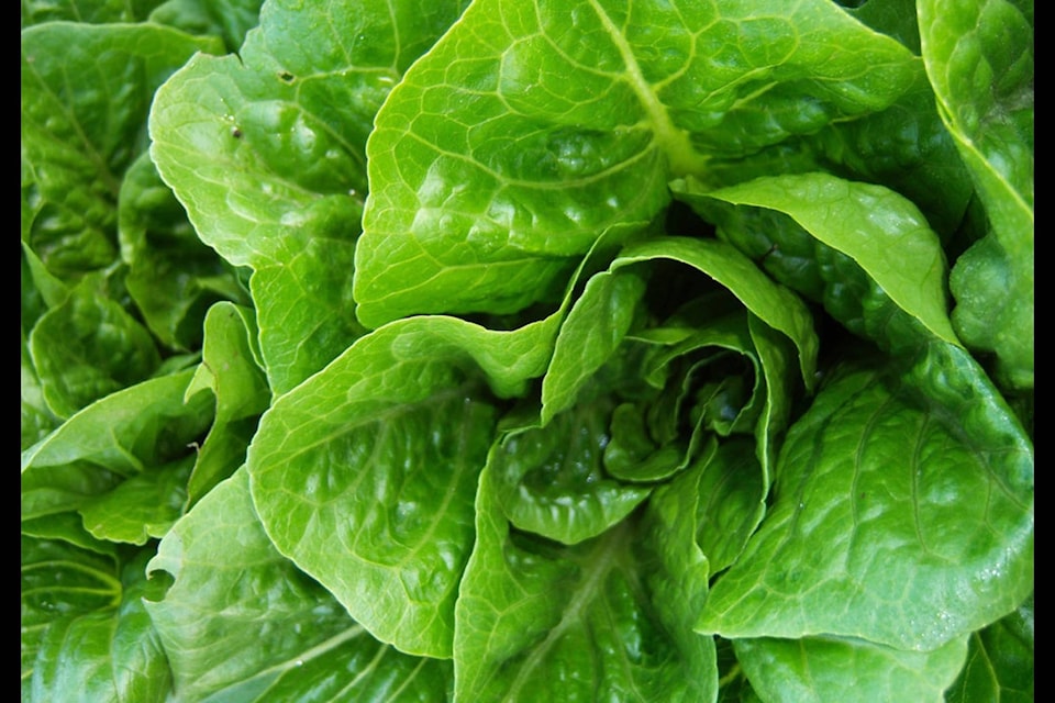 9954286_web1_171224-BPD-M-Lettuce_lawrencefarmersmarket