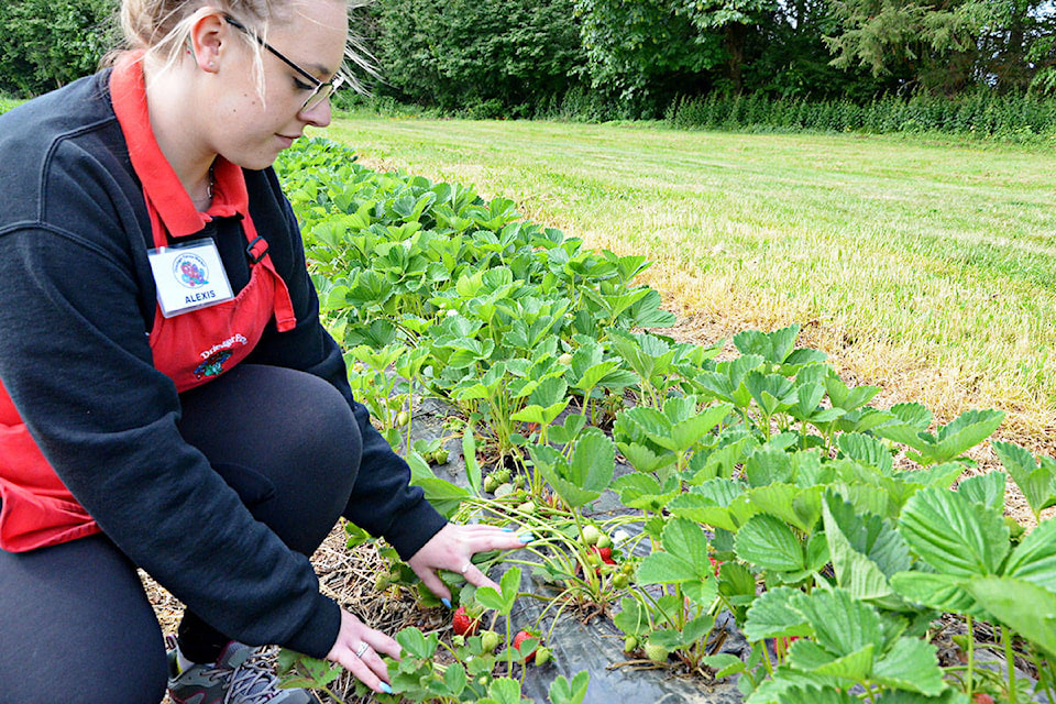 12070398_web1_180528-LAD-Strawberries