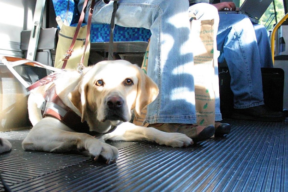 13830942_web1_180329-BPD-M-dog-on-bus