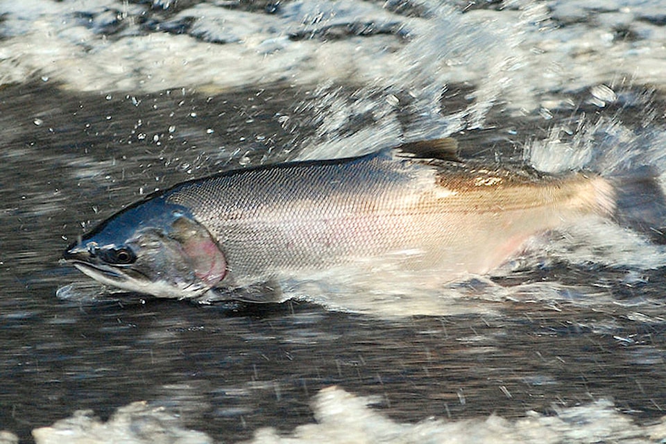 15301055_web1_coho-salmon05-T