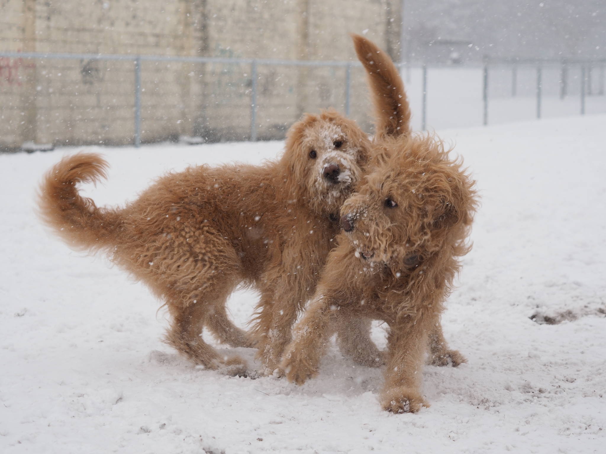 15535810_web1_190213-HSL-Dogs-in-snow1