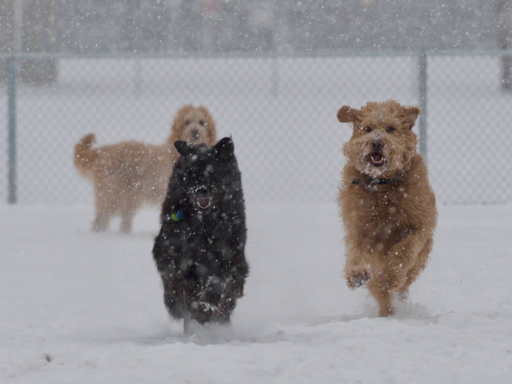 15535810_web1_190213-HSL-Dogs-in-snow3