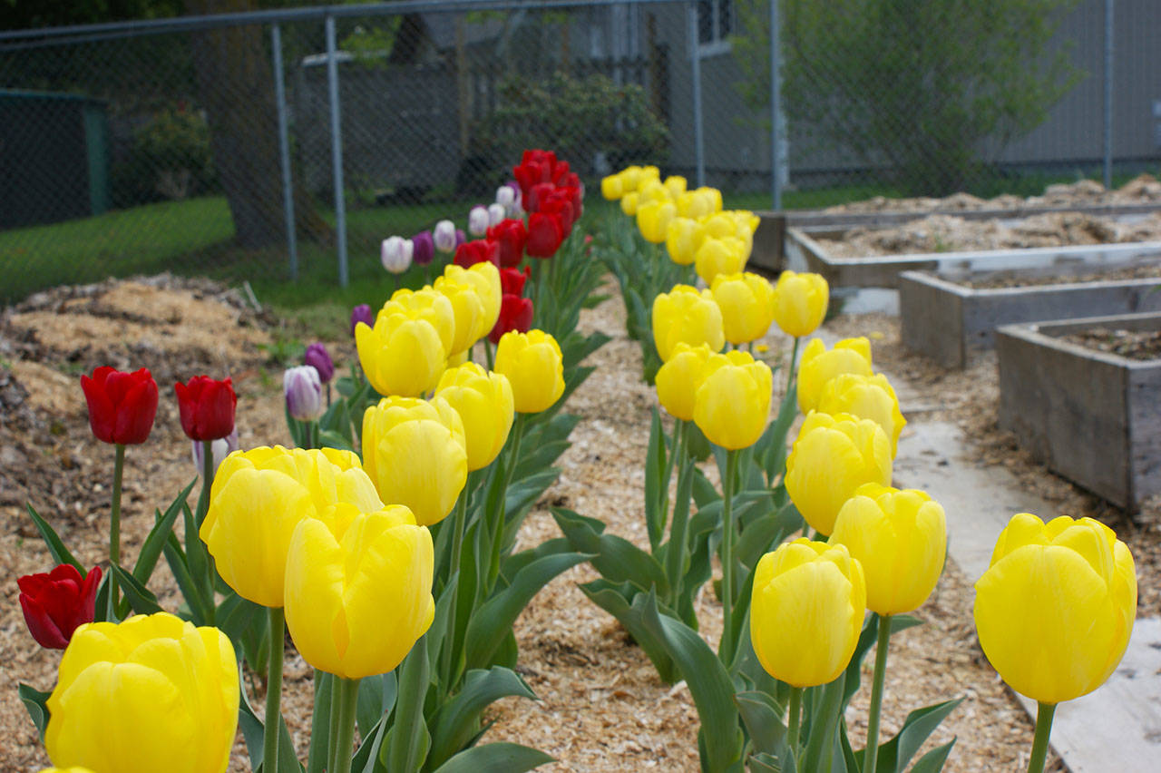 16648664_web1_190501-HSL-Community-Garden-tulips