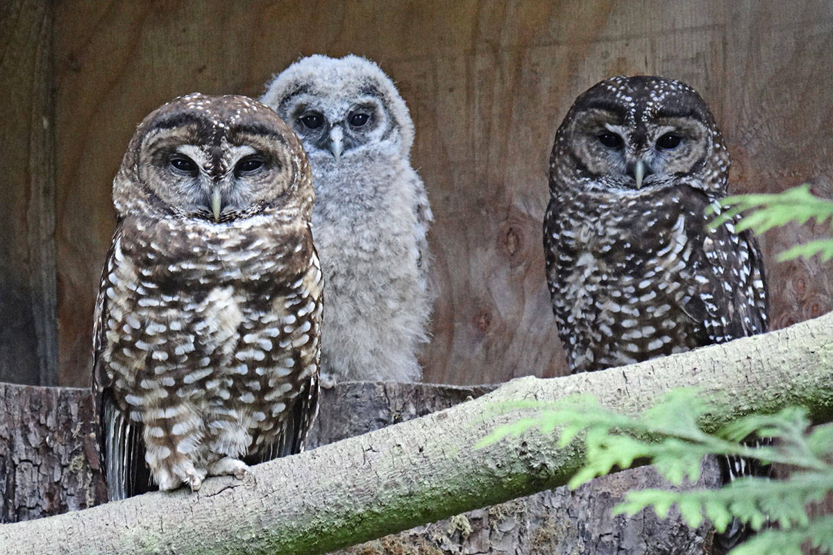 16657661_web1_copy_190501-LAT-SpottedOwls2